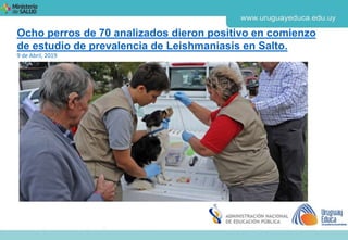 Ocho perros de 70 analizados dieron positivo en comienzo
de estudio de prevalencia de Leishmaniasis en Salto.
9 de Abril, 2019
 