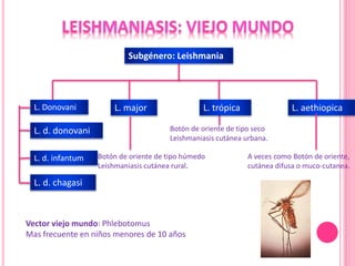 L. major L. aethiopicaL. Donovani
L. d. donovani
L. d. infantum
Subgénero: Leishmania
Vector viejo mundo: Phlebotomus
Mas frecuente en niños menores de 10 años
L. d. chagasi
Botón de oriente de tipo seco
Leishmaniasis cutánea urbana.
A veces como Botón de oriente,
cutánea difusa o muco-cutanea.
Botón de oriente de tipo húmedo
Leishmaniasis cutánea rural.
L. trópica
 