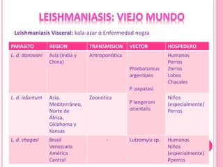 Leishmaniasis Visceral: kala-azar ó Enfermedad negra
PARASITO REGION TRANSMISION VECTOR HOSPEDERO
L. d. donovani Asia (India y
China)
Antroponótica
Phlebotomus
argentipes
P. papatasi
P langeroni
orientalis
Humanos
Perros
Zorros
Lobos
Chacales
L. d. infantum Asia,
Mediterráneo,
Norte de
África,
Oklahoma y
Kansas
Zoonotica Niños
(especialmente)
Perros
L. d. chagasi Brasil
Venezuela
América
Central
- Lutzomyia sp. Humanos
Niños
(especialmente)
Pperros
 
