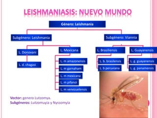 Vector: genero Lutzomya.
Subgéneros: Lutzomuyia y Nyssomyia
Género: Leishmania
L. Donovani
L. d. chagasi
L. Brasiliensis L. Guayanensis
L. m venezuelensis
L. m amazonensis
L. m pifanoi
L. m garnaham
L. m mexicana
L. b. brasilensis L. g. guayanensis
L. g. panamensisL. b peruviana
Subgénero: Leishmania
L. Mexicana
Subgénero: Viannia
 