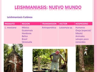 PARASITO REGION TRANSMISION VECTOR HOSPEDERO
L. mexicana México
Guatemala
Honduras
Belice
Brasil
Venezuela
Antroponótica Lutzomyia sp. Humanos
Oreja (especial/
lóbulo)
Animales
salvajes poco
conocidos
Leishmaniasis Cutánea
 