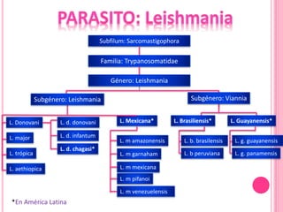 Subfilum: Sarcomastigophora
Familia: Trypanosomatidae
Género: Leishmania
L. major
L. trópica
L. aethiopica
L. Donovani L. d. donovani
L. d. infantum
L. d. chagasi*
L. Mexicana* L. Brasiliensis* L. Guayanensis*
L. m venezuelensis
L. m amazonensis
L. m pifanoi
L. m garnaham
L. m mexicana
L. b. brasilensis L. g. guayanensis
L. g. panamensisL. b peruviana
*En América Latina
Subgénero: Leishmania Subgénero: Viannia
 