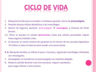 1. Mosquito hembra pica a hombre e introduce parasito: forma de promastigote.
2. Parásito alcanza células dendríticas o los macrófagos.
3. Dentro de fagocito, parásito: promastigote  amastigote, y Proceso de fisión
binaria.
3.1. Otros se quedan en estado quiescentes, hasta que células parasitadas migran
hasta órganos linfoides 2rios.
4. Al alcanzar un cierto número de parásitos en el interior de las vacuolas fagocíticas
 citolisis y salen al exterior para invadir una nueva célula.
5. 6. Mosquito hembra se infecta al picar a humano, ingiriendo macrófagos infectados
con amastigotes.
7. Amastigotes se transforma en promastigotes en intestino delgado.
8. Madura y divide durante unas tres semanas, migran a proboscis
para luego infectar a otra víctima.
 