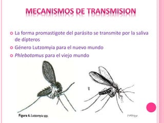  La forma promastigote del parásito se transmite por la saliva
de dípteros
 Género Lutzomyia para el nuevo mundo
 Phlebotomus para el viejo mundo
 