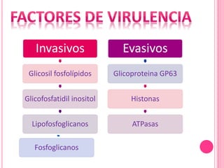Invasivos
Glicosil fosfolípidos
Glicofosfatidil inositol
Lipofosfoglicanos
Fosfoglicanos
Evasivos
Glicoproteina GP63
Histonas
ATPasas
 
