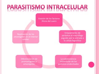 Evasión de los factores
líticos del suero
Enlazamiento de
parásitos al macrófago
seguido por la entrada a
la célula fagocítica
La sobrevivencia
intracelular de los
parásitos endocitados
Diferenciación de
promastigotes a
amastigotes
Replicación de los
amastigotes en el interior
celular.
 