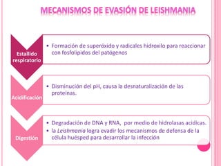 Estallido
respiratorio
• Formación de superóxido y radicales hidroxilo para reaccionar
con fosfolipidos del patógenos
Acidificación
• Disminución del pH, causa la desnaturalización de las
proteínas.
Digestión
• Degradación de DNA y RNA, por medio de hidrolasas acidicas.
• la Leishmania logra evadir los mecanismos de defensa de la
célula huésped para desarrollar la infección
 