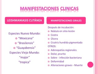 Especies Nuevo Mundo:
 “Mexicana”
 “Brasilensis”
 “Guayabensis”
Especies Viejo Mundo:
“major”
“tropica”
Después de incubación:
 Nódulo en sitio lesión
 Costra
 Úlcera
 Cicatriz hundida pigmentada
OTROS:
 Adenopatías regionales
 Dolor, prurito
 Sobre - infección bacteriana
 Deformidad
 Alteraciones graves - Muerte
LEISHMANIASIS CUTÁNEA MANIFESTACIONES GRALES
 