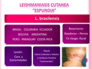 L. brasilensis
BRASIL COLOMBIA ECUADOR
BOLIVIA ARGENTINA
PERÚ PARAGUAY COSTA RICA
Lesión:
Cara y
Extremidades
Pápula
Ulcera (rodeada x nódulos
o cordones lineales)
“Leshmanides”
Reservorio:
Roedores – Perros
Fx riesgo: Rural
 