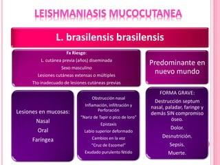 L. brasilensis brasilensis
Fx Riesgo:
L. cutánea previa (años) diseminada
Sexo masculino
Lesiones cutáneas extensas o múltiples
Tto inadecuado de lesiones cutáneas previas
Lesiones en mucosas:
Nasal
Oral
Faríngea
Obstrucción nasal
Inflamación, infiltración y
Perforación
“Nariz de Tapir o pico de loro”
Epistaxis
Labio superior deformado
Cambios en la voz
“Cruz de Escomel”
Exudado purulento fétido
Predominante en
nuevo mundo
FORMA GRAVE:
Destrucción septum
nasal, paladar, faringe y
demás SIN compromiso
óseo.
Dolor.
Desnutrición.
Sepsis.
Muerte.
 