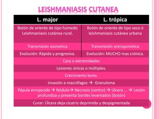 L. major L. trópica
Botón de oriente de tipo húmedo
Leishmaniasis cutánea rural.
Botón de oriente de tipo seco ó
leishmaniasis cutánea urbana
Transmisión zoonotica Transmisión antroponótica
Evolución: Rápida y progresiva. Evolución: MUCHO mas crónica.
Cara o extremidades
Lesiones únicas o múltiples.
Crecimiento lento.
Invasión a macrófagos  Granuloma
Pápula enrojecida  Nódulo Necrosis (centro)  Ulcera …  Lesión
profundiza y presenta bordes levantados (botón)
Curar: Úlcera deja cicatriz deprimida y despigmentada
 