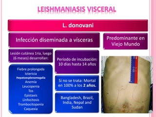 L. donovani
Infección diseminada a vísceras
Período de incubación:
10 días hasta 14 años
Si no se trata: Mortal
en 100% a los 2 años.
Bangladesh, Brazil,
India, Nepal and
Sudan
Lesión cutánea 1ria, luego
(6 meses) desarrollan:
Fiebre prolongada
Ictericia
Hepatoesplenomegalia
Anemia
Leucopenia
Tos
Epistaxis
Linfocitosis
Trombocitopenia
Caquexia
Predominante en
Viejo Mundo
 