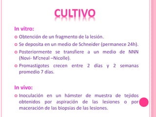 In vitro:
 Obtención de un fragmento de la lesión.
 Se deposita en un medio de Schneider (permanece 24h).
 Posteriormente se transfiere a un medio de NNN
(Novi- M’cneal –Nicolle).
 Promastigotes crecen entre 2 días y 2 semanas
promedio 7 días.
In vivo:
 Inoculación en un hámster de muestra de tejidos
obtenidos por aspiración de las lesiones o por
maceración de las biopsias de las lesiones.
 