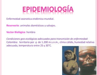 Enfermedad zoonotica endémica mundial.
Reservorio: animales domésticos y salvajes.
Vector Biológico: hembra
Condiciones geo-ecológicas adecuadas para transmisión de enfermedad:
Colombia: territorio por ↓ de 1.200 m.s.n.m., clima cálido, humedad relativa
adecuada, temperatura entre 25 y 30°C.
 