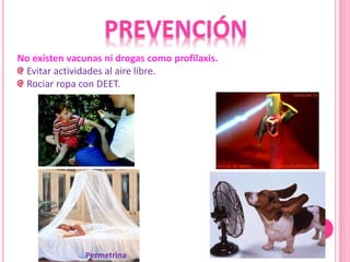 No existen vacunas ni drogas como profilaxis.
Evitar actividades al aire libre.
Rociar ropa con DEET.
Permetrina
 
