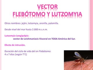 Otros nombres: jején, lutzomyia, arenilla, palomilla.
Desde nivel del mar hasta 2.000 m.s.n.m.
Lutzomyia Longipalpis:
vector de Leishmaniasis Visceral en TODA América del Sur.
Efecto de intrusión.
Duración del ciclo de vida del en Flebótomo:
4 a 7 días (según T°C)
 