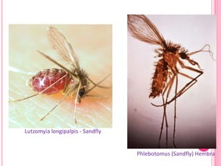 Lutzomyia longipalpis - Sandfly
Phlebotomus (Sandfly) Hembra
 