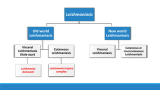 Leishmaniasis
Old world
Leishmaniasis
Visceral
Leishmaniasis
(Kala-azar)
Cutaneous
Leishmaniasis
Leishmania tropica
complex
New world
Leishmaniasis
Visceral
Leishmaniasis
Cutaneous or
mucocutaneous
Leishmaniasis
Leishmania
donovani
 