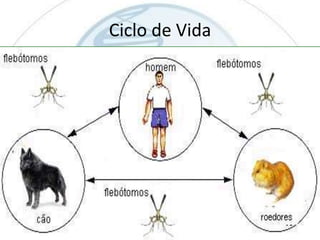 Ciclo de Vida

 