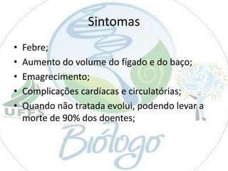 Sintomas
•
•
•
•
•

Febre;
Aumento do volume do fígado e do baço;
Emagrecimento;
Complicações cardíacas e circulatórias;
Quando não tratada evolui, podendo levar a
morte de 90% dos doentes;

 