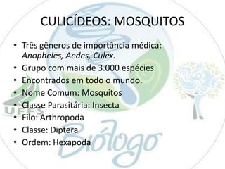 CULICÍDEOS: MOSQUITOS
• Três gêneros de importância médica:
Anopheles, Aedes, Culex.
• Grupo com mais de 3.000 espécies.
• Encontrados em todo o mundo.
• Nome Comum: Mosquitos
• Classe Parasitária: Insecta
• Filo: Arthropoda
• Classe: Diptera
• Ordem: Hexapoda

 
