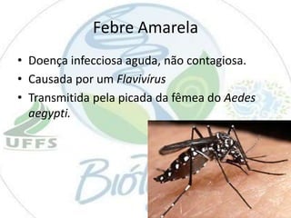Febre Amarela
• Doença infecciosa aguda, não contagiosa.
• Causada por um Flavivírus
• Transmitida pela picada da fêmea do Aedes
aegypti.

 