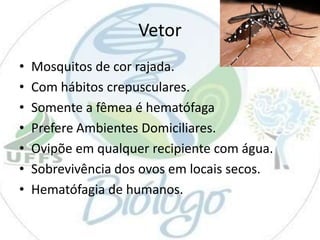 Vetor
•
•
•
•
•
•
•

Mosquitos de cor rajada.
Com hábitos crepusculares.
Somente a fêmea é hematófaga
Prefere Ambientes Domiciliares.
Ovipõe em qualquer recipiente com água.
Sobrevivência dos ovos em locais secos.
Hematófagia de humanos.

 