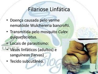 Filariose Linfática
• Doença causada pelo verme
nematóide Wulchereria bancrofti.
• Transmitida pelo mosquito Culex
quiquefaciatus.
• Locais de parasitismo:
• Vasos linfáticos (adultos) e
sanguíneos (larvas)
• Tecido subcutâneo.

 