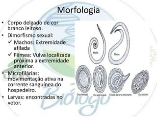Morfologia
• Corpo delgado de cor
branco leitoso.
• Dimorfismo sexual:
 Machos: Extremidade
afilada
 Fêmea: Vulva localizada
próxima a extremidade
anterior.
• Microfilárias:
movimentação ativa na
corrente sanguínea do
hospedeiro.
• Larvas: encontradas no
vetor.

 