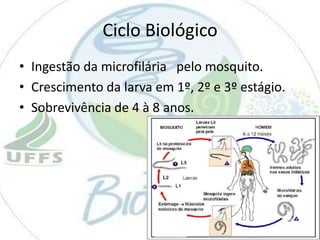 Ciclo Biológico
• Ingestão da microfilária pelo mosquito.
• Crescimento da larva em 1º, 2º e 3º estágio.
• Sobrevivência de 4 à 8 anos.

 