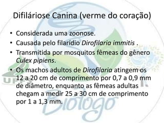 Difiláriose Canina (verme do coração)
• Considerada uma zoonose.
• Causada pelo filarídio Dirofilaria immitis .
• Transmitida por mosquitos fêmeas do gênero
Culex pipiens.
• Os machos adultos de Dirofilaria atingem os
12 a 20 cm de comprimento por 0,7 a 0,9 mm
de diâmetro, enquanto as fêmeas adultas
chegam a medir 25 a 30 cm de comprimento
por 1 a 1,3 mm.

 