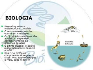 BIOLOGIA
 Mosquitos sofrem
metamorfose completa
 O seu desenvolvimento
ocorre em 4 estágios
 Os 3 primeiros estágios são
aquáticos, dependem
necessariamente da
presença de água
 O último estágio, o adulto
alado, não ocorre no meio
aquático
 Seu ciclo biológico
compreende as seguintes
fases: ovo, quatro estágios
larvais, pupa e adulto

 