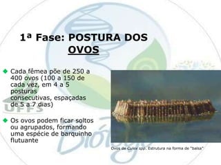1ª Fase: POSTURA DOS
OVOS
 Cada fêmea põe de 250 a
400 ovos (100 a 150 de
cada vez, em 4 a 5
posturas
consecutivas, espaçadas
de 5 a 7 dias)
 Os ovos podem ficar soltos
ou agrupados, formando
uma espécie de barquinho
flutuante
Ovos de Culex spp. Estrutura na forma de “balsa”

 