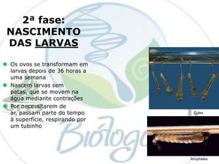 2ª fase:
NASCIMENTO
DAS LARVAS
 Os ovos se transformam em
larvas depois de 36 horas a
uma semana
 Nascem larvas sem
patas, que se movem na
água mediante contrações
 Por necessitarem de
ar, passam parte do tempo
à superfície, respirando por
um tubinho

Culex

Anopheles

 