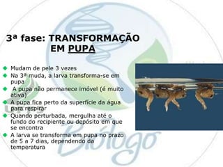 3ª fase: TRANSFORMAÇÃO
EM PUPA
 Mudam de pele 3 vezes
 Na 3ª muda, a larva transforma-se em
pupa
 A pupa não permanece imóvel (é muito
ativa)
 A pupa fica perto da superfície da água
para respirar
 Quando perturbada, mergulha até o
fundo do recipiente ou depósito em que
se encontra
 A larva se transforma em pupa no prazo
de 5 a 7 dias, dependendo da
temperatura

 