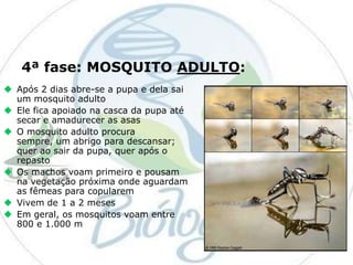4ª fase: MOSQUITO ADULTO:
 Após 2 dias abre-se a pupa e dela sai
um mosquito adulto
 Ele fica apoiado na casca da pupa até
secar e amadurecer as asas
 O mosquito adulto procura
sempre, um abrigo para descansar;
quer ao sair da pupa, quer após o
repasto
 Os machos voam primeiro e pousam
na vegetação próxima onde aguardam
as fêmeas para copularem
 Vivem de 1 a 2 meses
 Em geral, os mosquitos voam entre
800 e 1.000 m

 