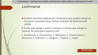 Leishmania
 Existem diversas espécies de Leishmania que podem atingi os
humanos causando duas formas distintas de leishmaniose
sendo:
A forma que atinge a pele e mucosa e a forma que atinge as
vísceras. As principais espécies são:
L. braziliensis, L. Guyanensis, L. Mexicana, L. Amazonensis, L.
donovani, L. Infantum, L. Chagasi, L.Tropica, L. major.
Erlandi Rocha
Leishmaniose - Leishmaniose Cutânea, Leishmaniose Cutânea Difusa e Leishmaniose Visceral
 