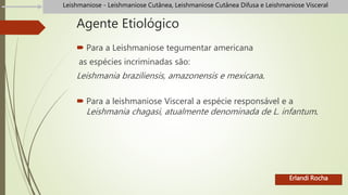 Agente Etiológico
 Para a Leishmaniose tegumentar americana
as espécies incriminadas são:
Leishmania braziliensis, amazonensis e mexicana.
 Para a leishmaniose Visceral a espécie responsável e a
Leishmania chagasi, atualmente denominada de L. infantum.
Erlandi Rocha
Leishmaniose - Leishmaniose Cutânea, Leishmaniose Cutânea Difusa e Leishmaniose Visceral
 