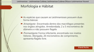Morfologia e Hábitat
 As espécies que causam as Leishmanioses possuem duas
forma básicas:
 Amastigota : Encontrada dentro dos macrófagos presentes
nos órgãos atingidos. Arredondada, 2 a 5 micrometros de
diâmetro e não possuem flagelo
 Promastigota: Forma infectante, encontrada nos insetos
Vetores. Alongada, 20 micrometros de comprimento,
apresenta flagelo livre.
Erlandi Rocha
Leishmaniose - Leishmaniose Cutânea, Leishmaniose Cutânea Difusa e Leishmaniose Visceral
 