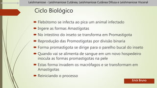 Ciclo Biológico
 Flebótomo se infecta ao pica um animal infectado
 Ingere as formas Amastígotas
 No intestino do inseto se transforma em Promastigota
 Reprodução das Promostigotas por divisão binaria
 Forma promastigota se dirige para o parelho bucal do inseto
 Quando vai se alimenta de sangue em um novo hospedeiro
inocula as formas promastigotas na pele
 Estas forma invadem os macrófagos e se transformam em
Amastigotas
 Reiniciando o processo
Erick Bruno
Leishmaniose - Leishmaniose Cutânea, Leishmaniose Cutânea Difusa e Leishmaniose Visceral
 