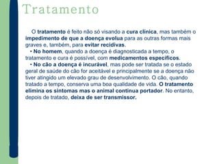 Tratamento O  tratamento  é feito não só visando a  cura clínica , mas também o  impedimento de que a doença evolua  para as outras formas mais graves e, também, para  evitar recidivas . •  No homem , quando a doença é diagnosticada a tempo, o tratamento e cura é possível, com  medicamentos específicos . •  No cão a doença é incurável , mas pode ser tratada se o estado geral de saúde do cão for aceitável e principalmente se a doença não tiver atingido um elevado grau de desenvolvimento. O cão, quando tratado a tempo, conserva uma boa qualidade de vida.  O tratamento elimina os sintomas mas o animal continua portador . No entanto, depois de tratado,  deixa de ser transmissor. 