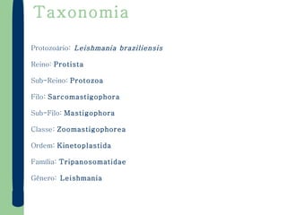 Taxonomia Protozoário:  Leishmania braziliensis Reino:  Protista Sub-Reino:  Protozoa Filo:  Sarcomastigophora Sub-Filo:  Mastigophora Classe:  Zoomastigophorea Ordem:  Kinetoplastida Família:  Tripanosomatidae Gênero:  Leishmania 