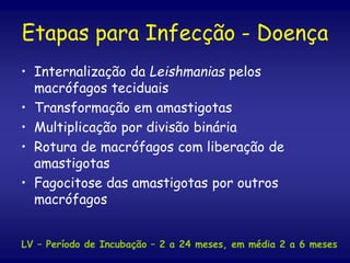 Etapas para Infecção - Doença
• Internalização da Leishmanias pelos
macrófagos teciduais
• Transformação em amastigotas
• Multiplicação por divisão binária
• Rotura de macrófagos com liberação de
amastigotas
• Fagocitose das amastigotas por outros
macrófagos
LV – Período de Incubação – 2 a 24 meses, em média 2 a 6 meses
 