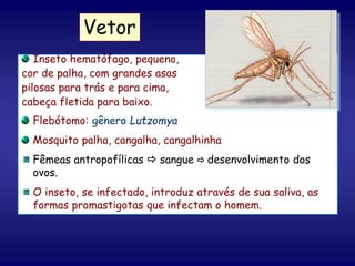 Inseto hematófago, pequeno,
cor de palha, com grandes asas
pilosas para trás e para cima,
cabeça fletida para baixo.
Flebótomo: gênero Lutzomya
Mosquito palha, cangalha, cangalhinha
Fêmeas antropofílicas  sangue  desenvolvimento dos
ovos.
O inseto, se infectado, introduz através de sua saliva, as
formas promastigotas que infectam o homem.
Vetor
 