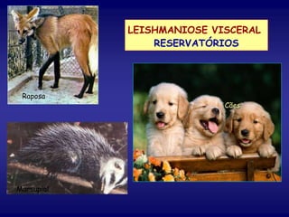 LEISHMANIOSE VISCERAL
RESERVATÓRIOS
Cães
Raposa
Marsupial
 