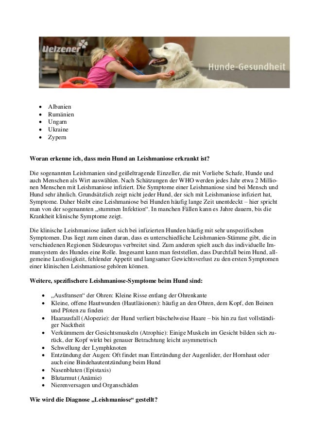 Leishmaniose beim Hund
