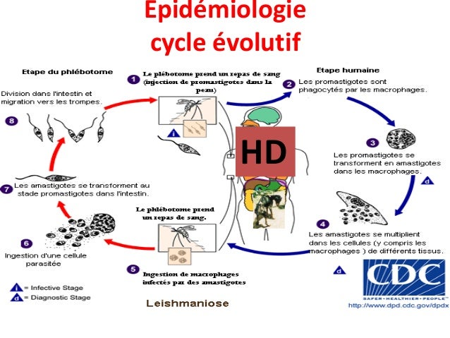 Comme sappellent les analyses sur les parasites dans le foie