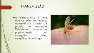 TRANSMISSÃO
A leishmaniose é uma
doença não contagiosa,
transmiti da através da
picada do mosquito
flebótomo, conhecido
popularmente por
mosquito palha,
cangalhinha ou birigui.
 