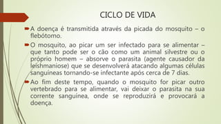 CICLO DE VIDA
A doença é transmitida através da picada do mosquito – o
flebótomo.
O mosquito, ao picar um ser infectado para se alimentar –
que tanto pode ser o cão como um animal silvestre ou o
próprio homem – absorve o parasita (agente causador da
leishmaniose) que se desenvolverá atacando algumas células
sanguíneas tornando-se infectante após cerca de 7 dias.
Ao fim deste tempo, quando o mosquito for picar outro
vertebrado para se alimentar, vai deixar o parasita na sua
corrente sanguínea, onde se reproduzirá e provocará a
doença.
 