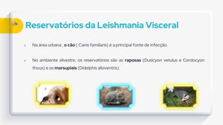 Reservatórios da Leishmania Visceral
 Na área urbana , o cão ( Canis familiaris) é a principal fonte de infecção.
 No ambiente silvestre, os reservatórios são as raposas (Dusicyon vetulus e Cerdocyon
thous) e os marsupiais (Didelphis albiventris).
 
